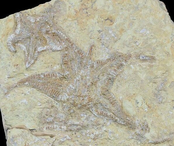 Plate Of Rare Cretaceous Starfish (Betelgeusia) - Morocco #54319